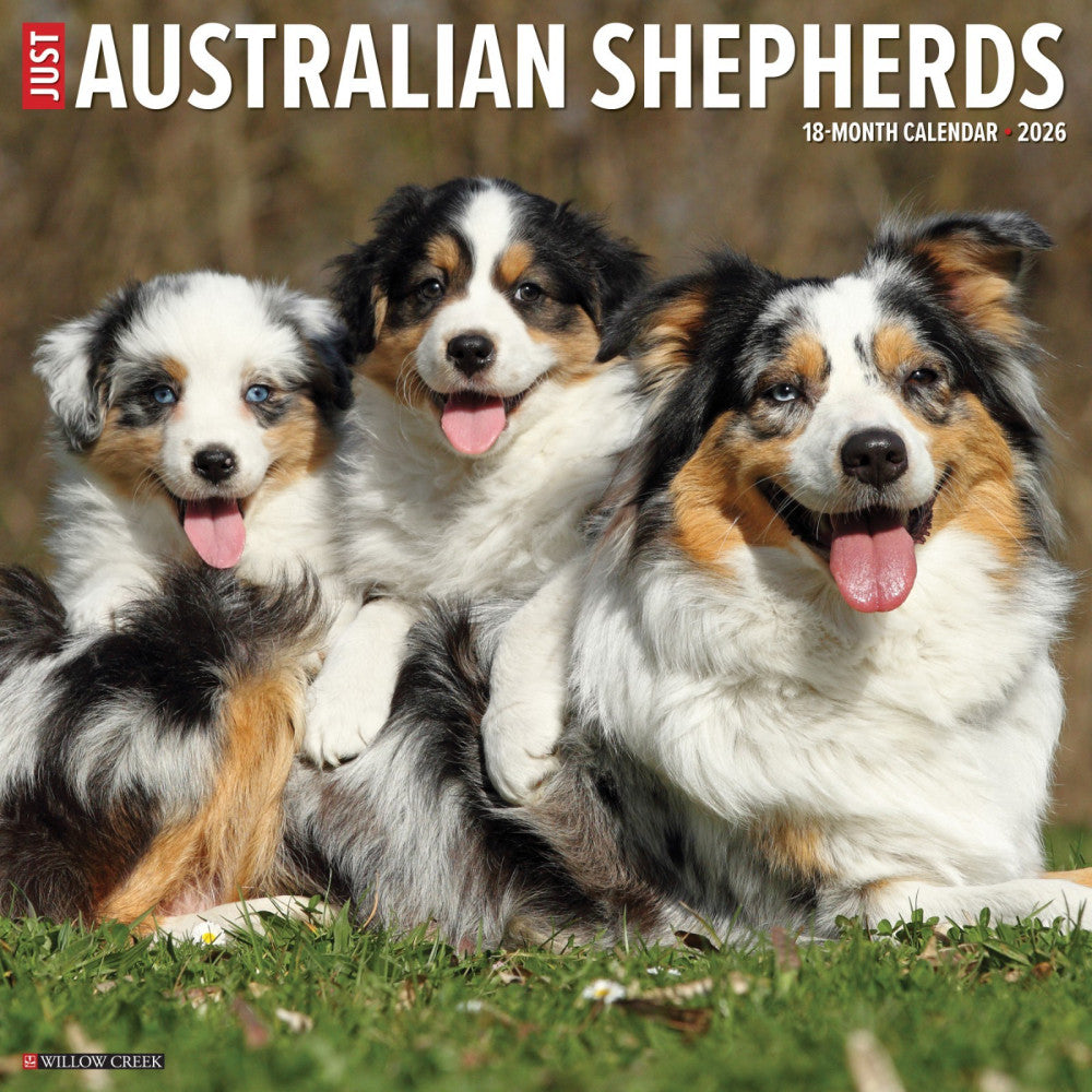 Australian Shepherds 2026 12" x 12" Wall Calendar (free shipping)
