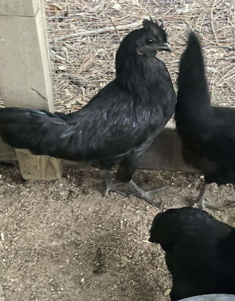 8+2 Barnyard Mix Eggs Silkie,Ameraucanas, Polish,Ayams, and Barred Rocks