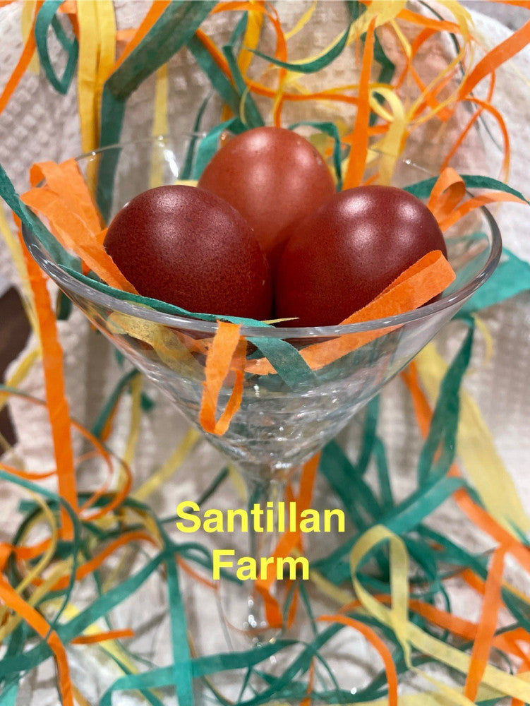 4+2 French Black Copper Marans. Beautiful Dark Eggs! Organic Show Quality
