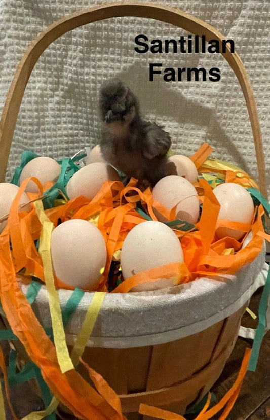 4+2 Silkie Hatching Eggs - Crested, Bearded, Muffed, Show Girl Very Rare