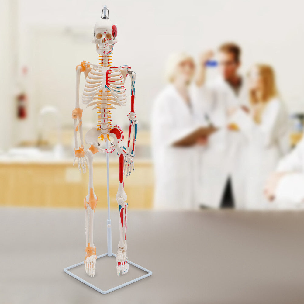 34" Movable Human Skeleton Model W/ Spinal Nerves+stand Medical Teaching Model 