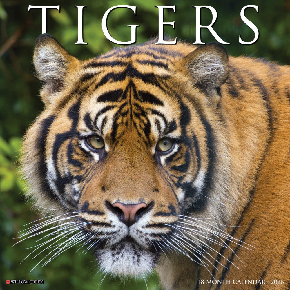 Tigers 2026 12" x 12" Wall Calendar (free shipping)