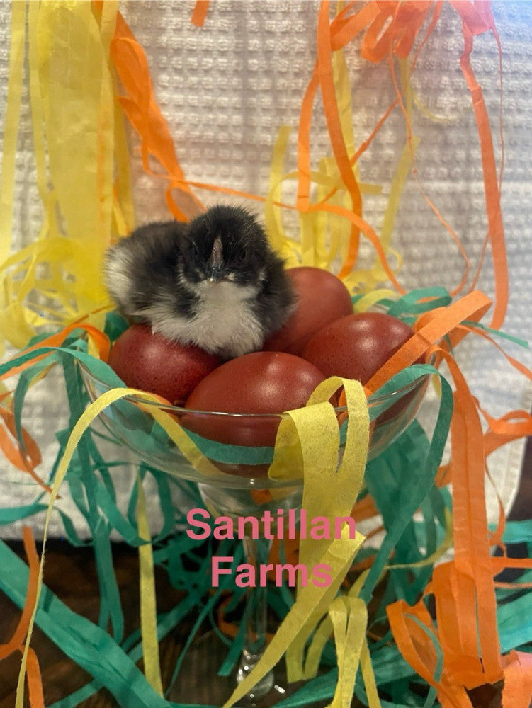 10+2 French Black Copper Marans. Beautiful Dark Eggs!  Organic Show Quality