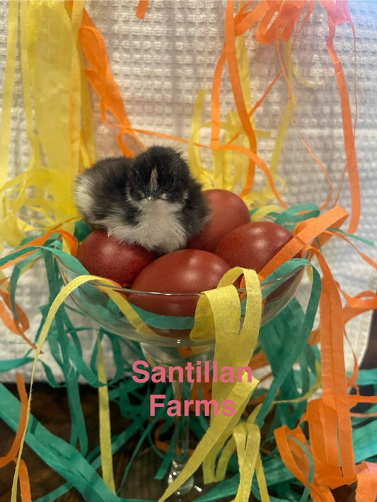 10+2 French Black Copper Marans. Beautiful Dark Eggs!  Organic Show Quality