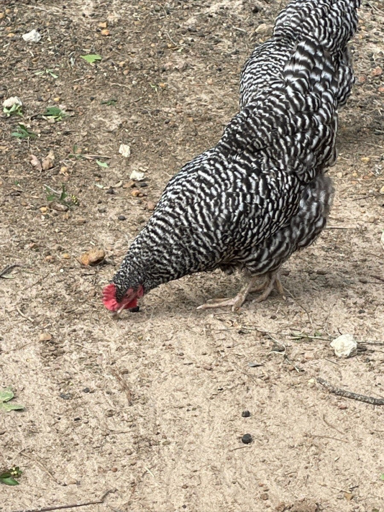 10+2 extras Barnyard Mix,Rare Ayam Ameraucana,barred Rock Polish Silkies