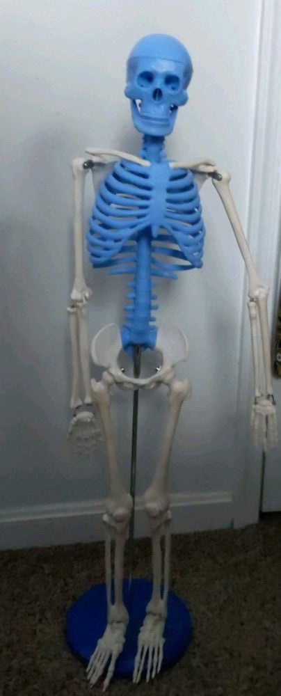 Model Skeleton Anatomical Human Anatomy Medical Stand Musculoskeletal System