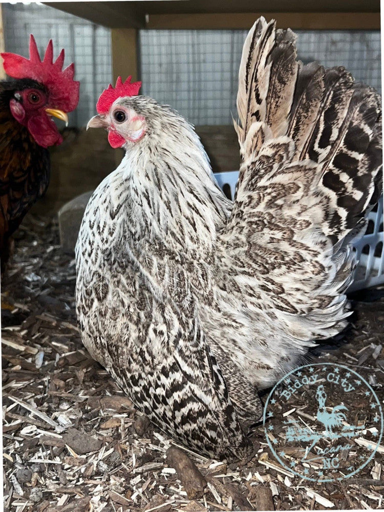 Serama hatching eggs 12+ Ex