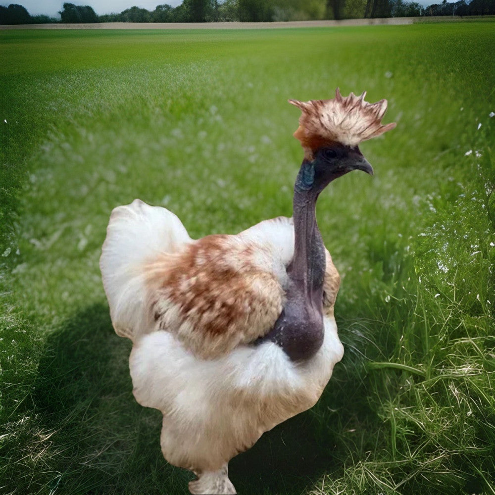 8 Showgirl Silkie Hatching Eggs! High-Quality! Designer Colors! Rare & Exotic!