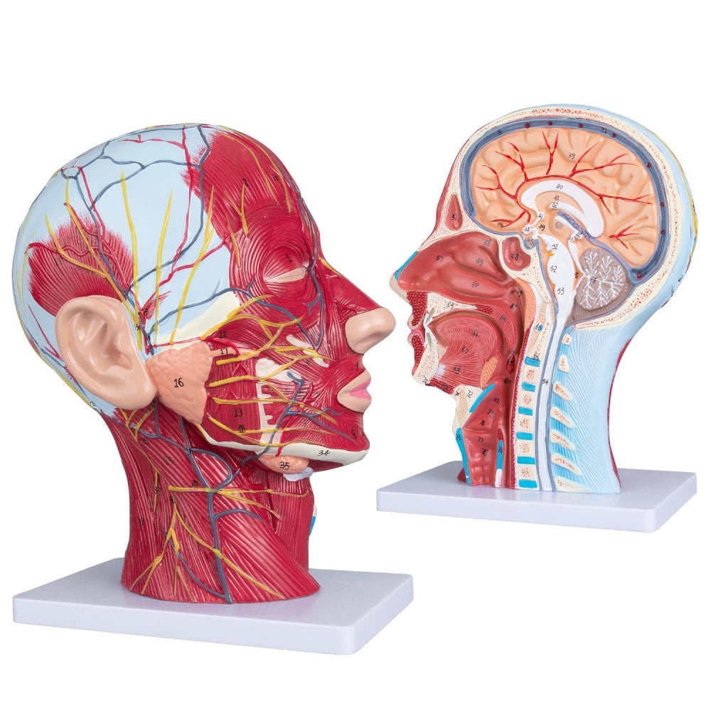 LVCHEN Face Head Muscle Model - Human Half Head & Neck Anatomy Model Superfic...