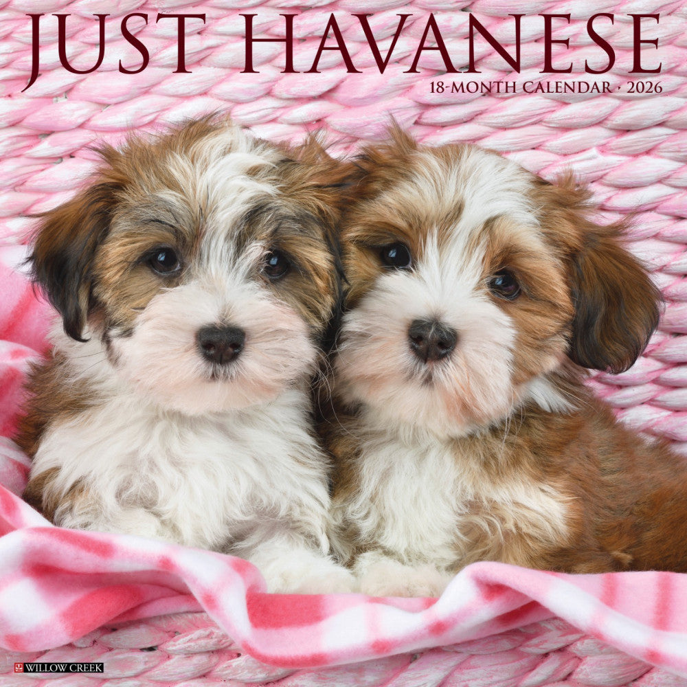 Havanese 2026 12" x 12" Wall Calendar (free shipping)