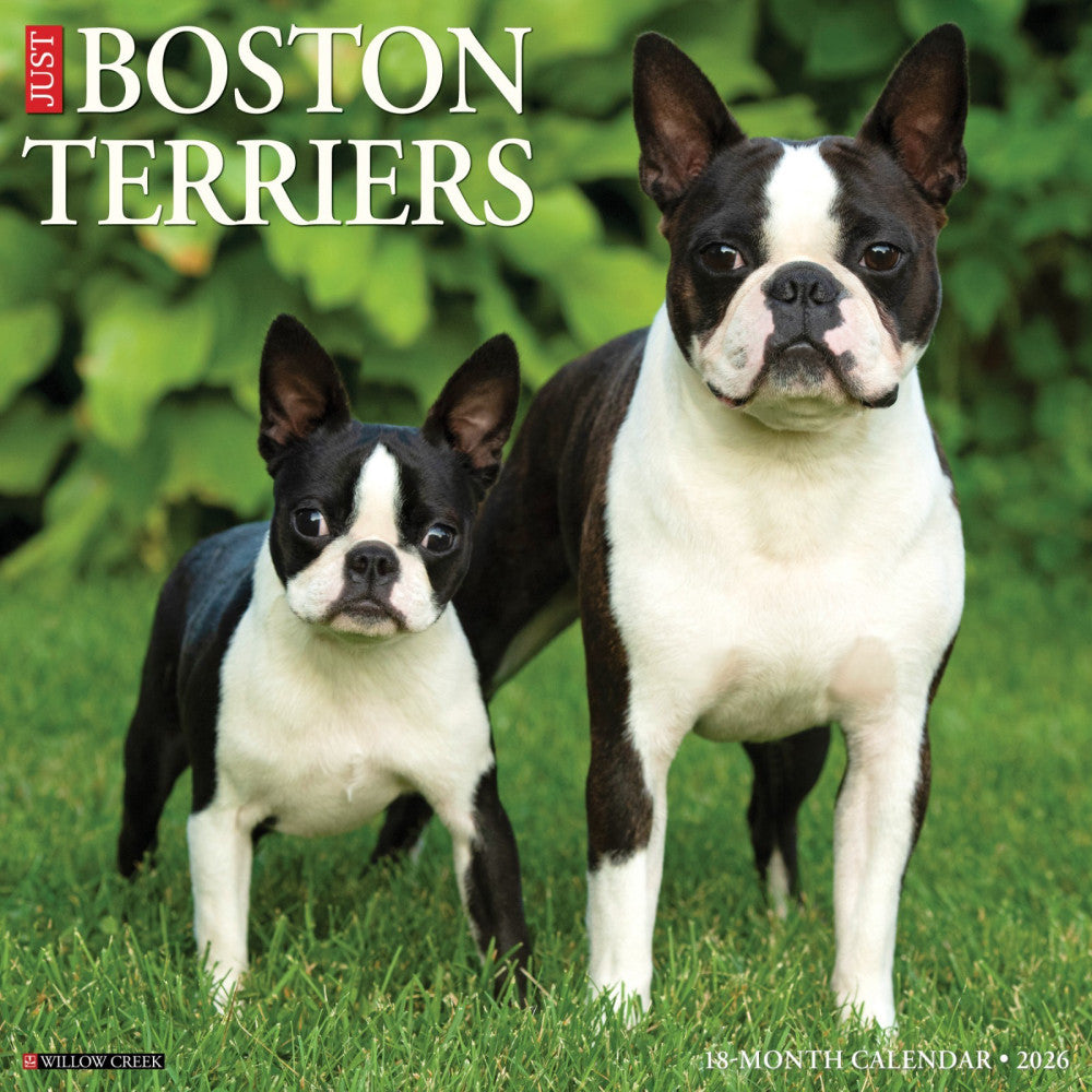 Boston Terriers 2026 12" x 12" Wall Calendar (free shipping)