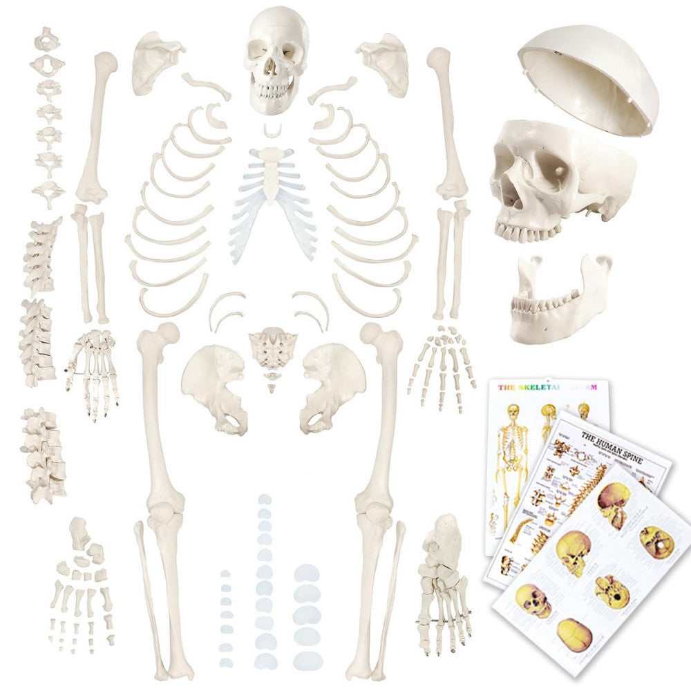 Evotech Disarticulated Human Skeleton Model For Anatomy 67 inch High, Full Si...