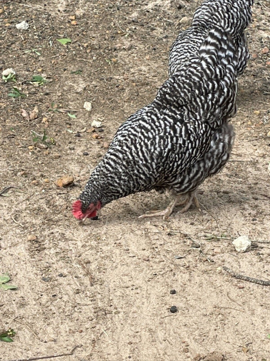 12+extras Barnyard Mix,Rare Ayam Ameraucana,barred Rock Polish Silkies