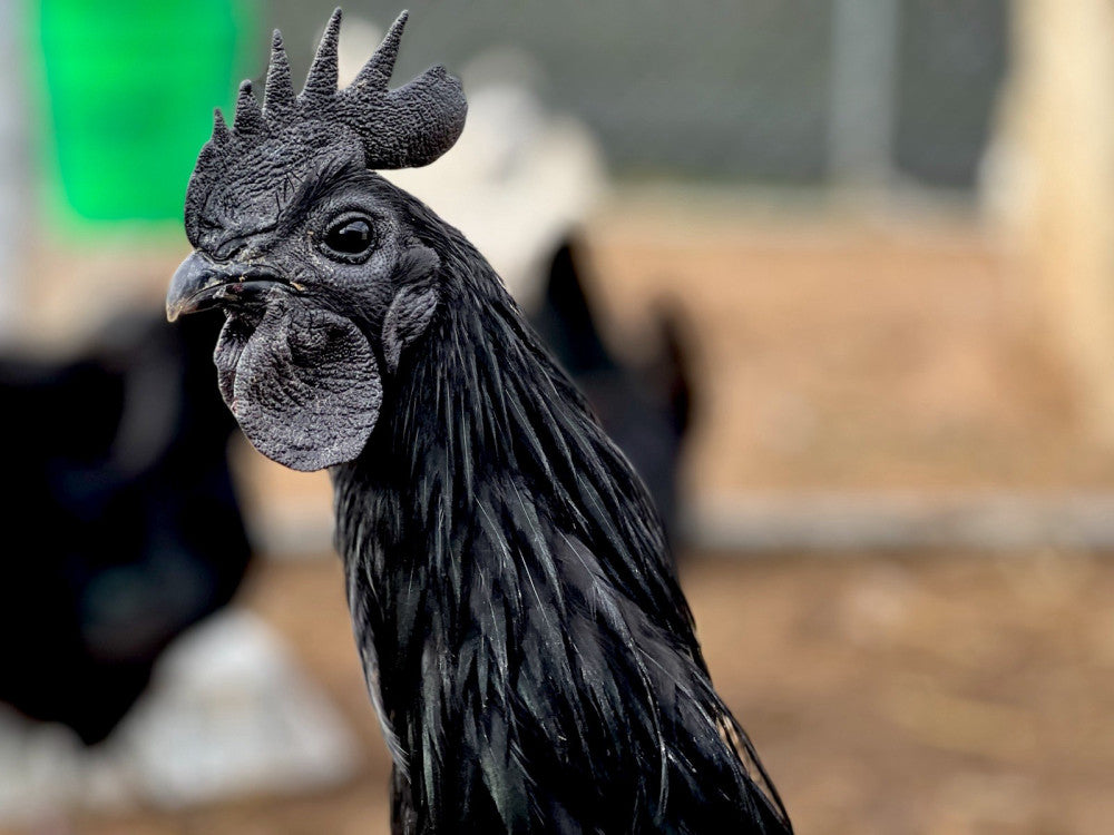 8+ Ayam Cemani Hatching Eggs! RARE High Quality!  All Jet-Black Chickens