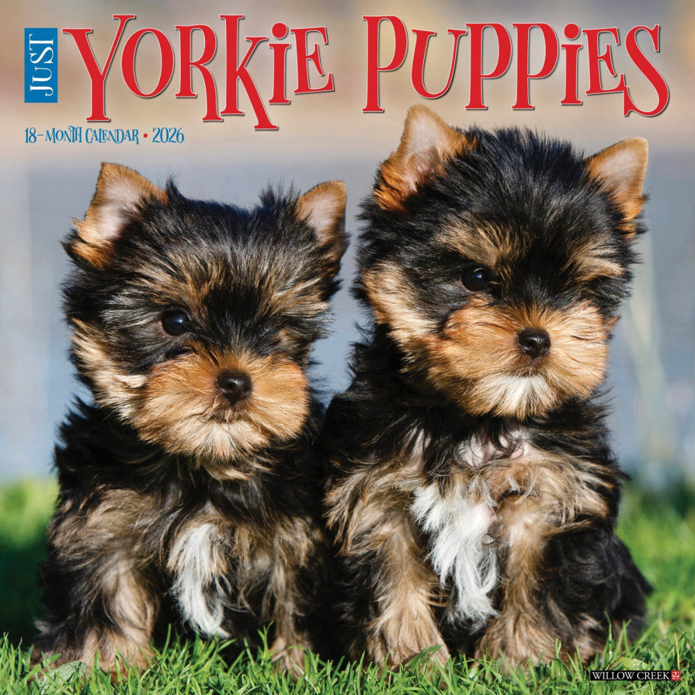 Yorkie Puppies 2026 12" x 12" Wall Calendar (free shipping)