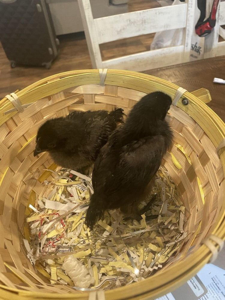 6+ 2 Extra Cemani chicken fertile hatching eggs - VERY RARE