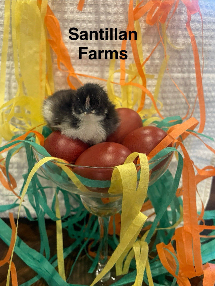 6+extra French Black Copper Marans. Beautiful Dark Eggs!  Organic Show Quality