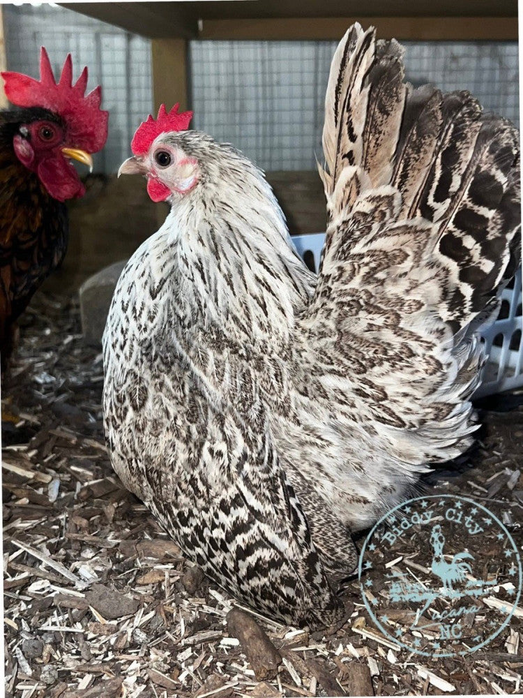 Serama hatching eggs 12+ Ex