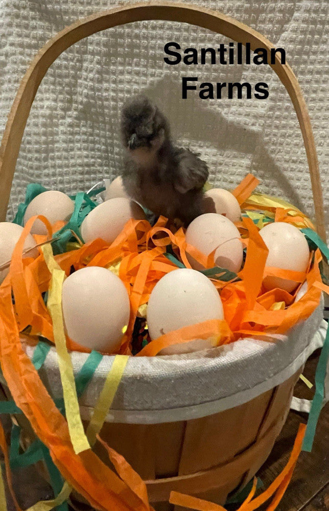 4+2 Silkie Hatching Eggs - Crested, Bearded, Muffed, Show Girl Very Rare
