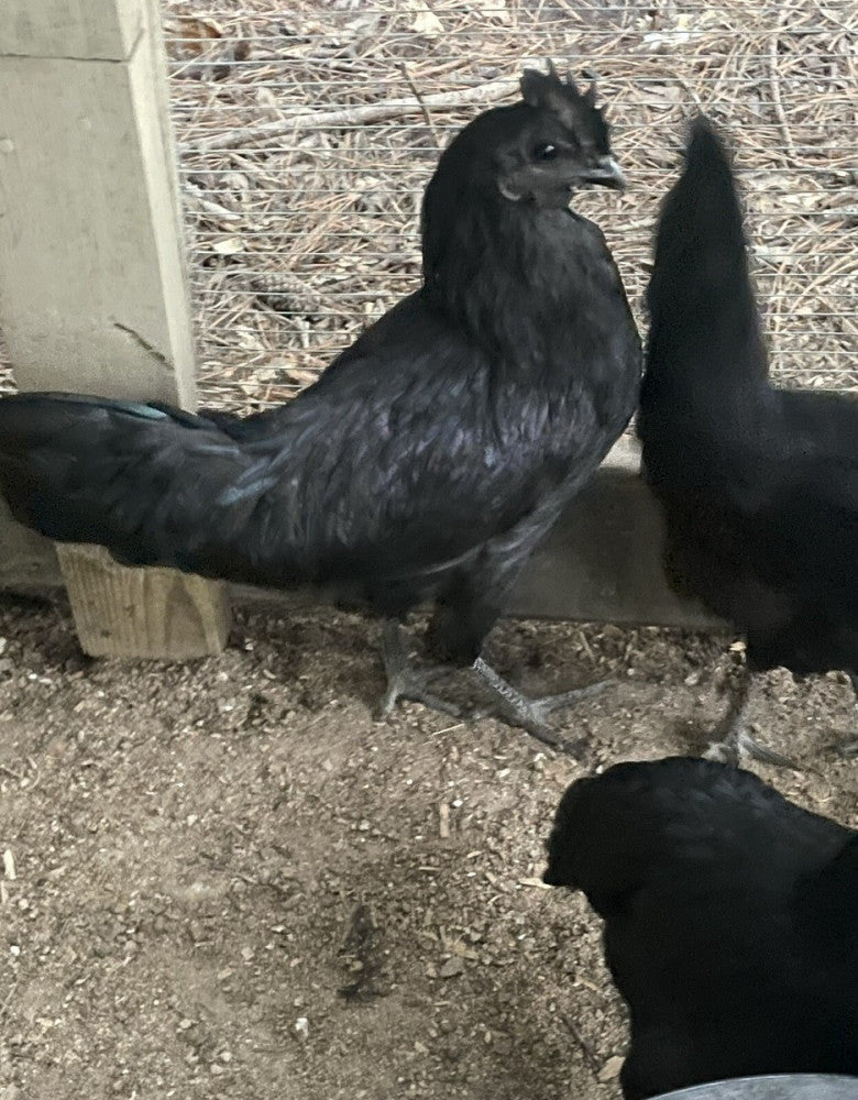 8+2 Barnyard Mix Eggs  Silkie,Ameraucanas, Polish,Ayams, and Barred Rocks