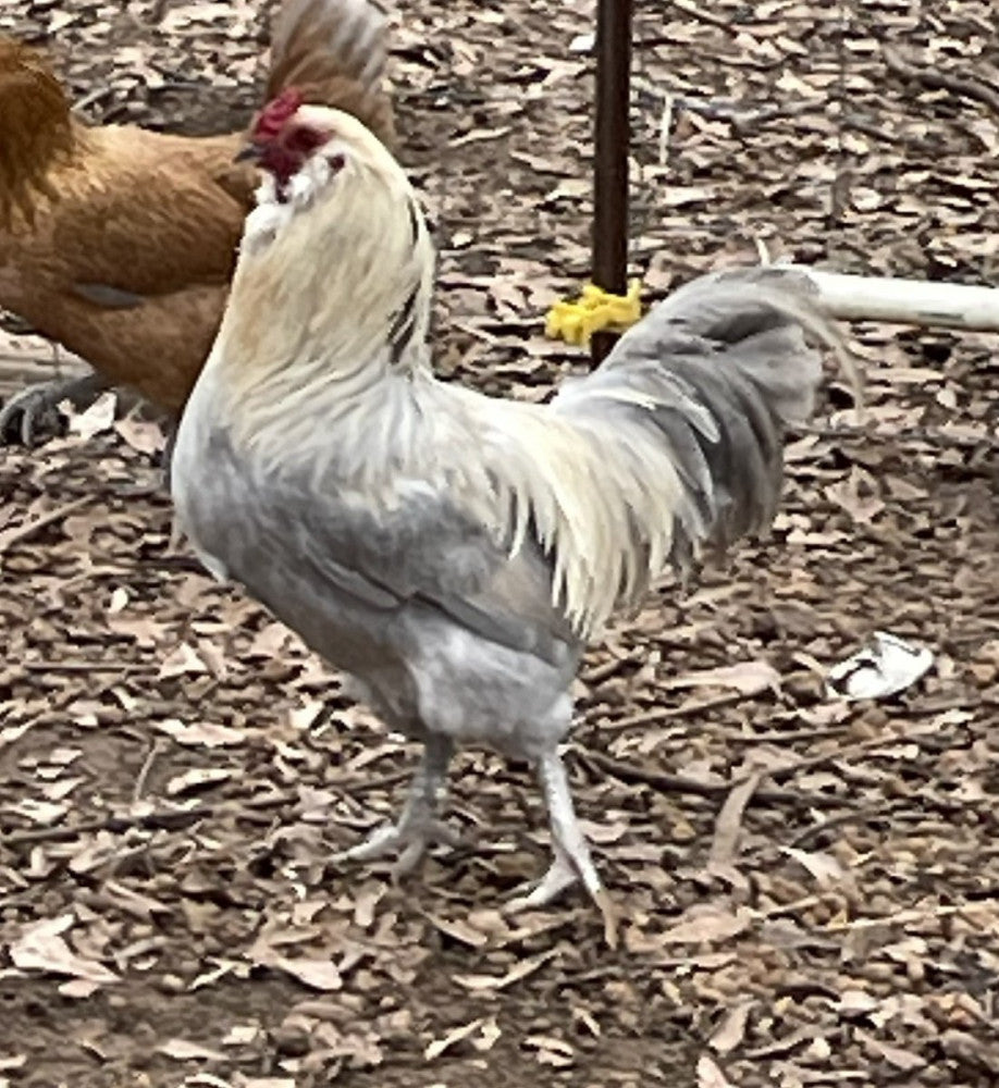 10+extra Ameraucanas & Easter Egger Hatching EGGS