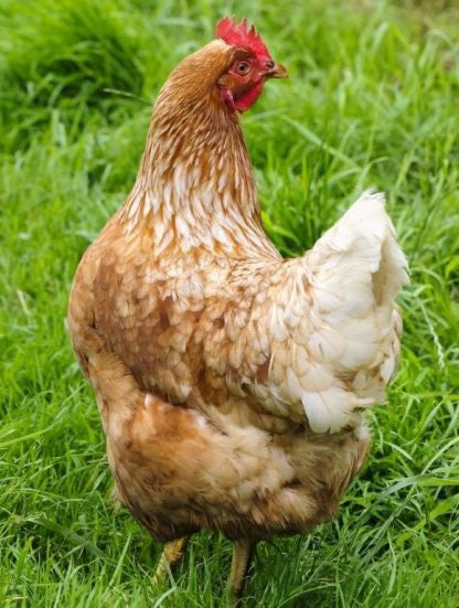 12 Barnyard Mix Hatching Eggs- Colorful Egg Layer -Variety Pack- Free Shipping