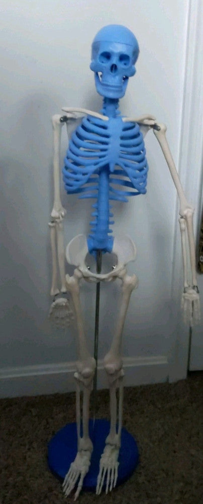 Model Skeleton Anatomical Human Anatomy Medical Stand Musculoskeletal System
