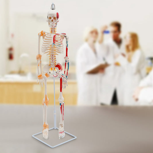 34" Movable Human Skeleton Model W/ Spinal Nerves+stand Medical Teaching Model 