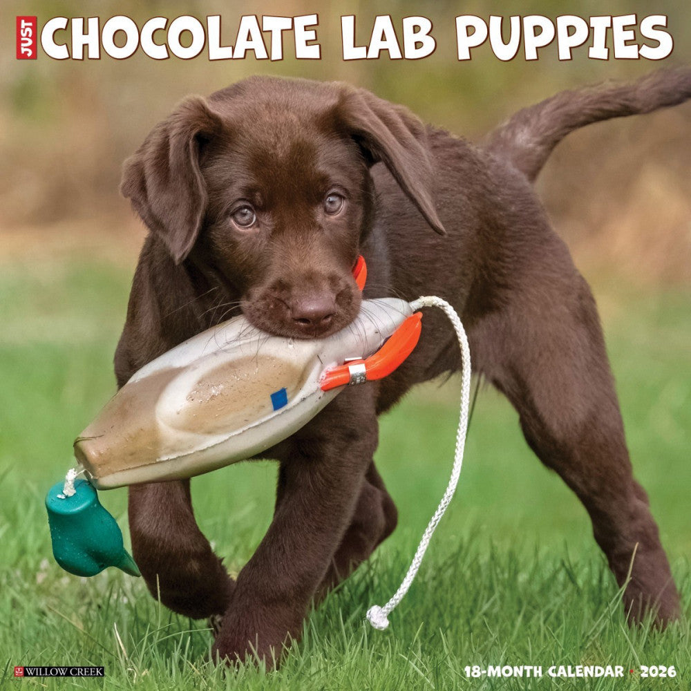 Chocolate Lab Puppies 2026 12" x 12" Wall Calendar (free shipping)